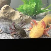 Cherche nouvelle maison pour mon axo #2