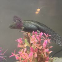 Cherche nouvelle maison pour mon axo #3