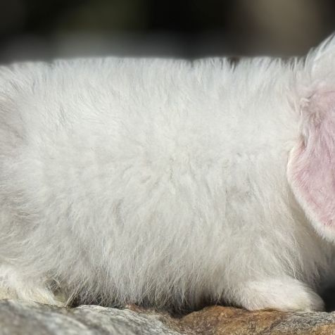 Lapin bélier nain mini lop #3