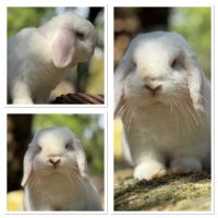Lapin bélier nain mini lop