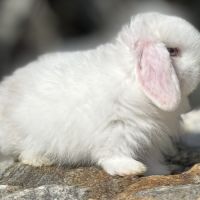 Lapin bélier nain mini lop #2