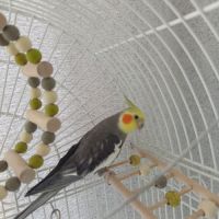 Couple calopsitte avec la cage