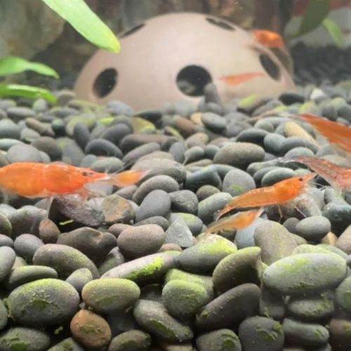 Crevettes red cherry #2