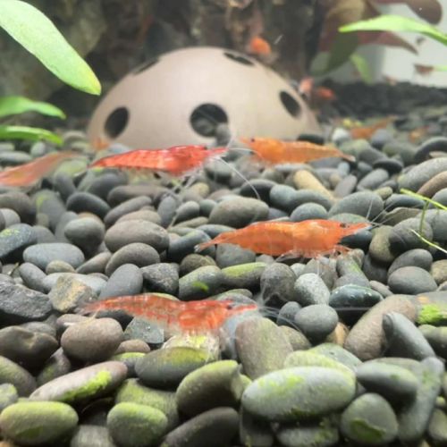 Crevettes red cherry #4