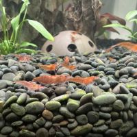 Crevettes red cherry #3