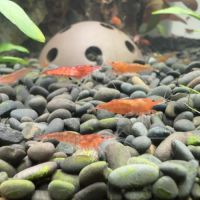 Crevettes red cherry #4