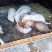 Donne bébé furets blanc et putoises