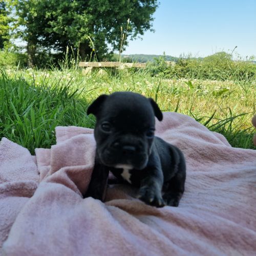 Chiots bouledogue français exotique #0