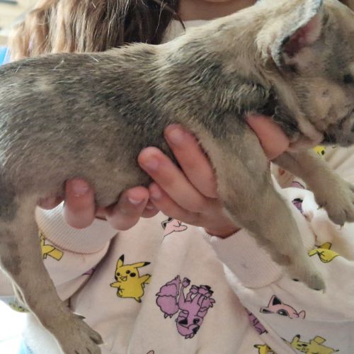 Chiots bouledogue français exotique #2