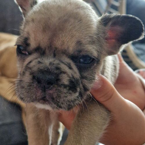 Chiots bouledogue français exotique #3