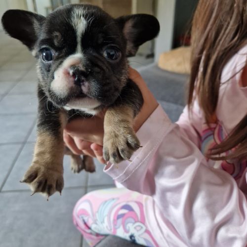 Chiots bouledogue français exotique #4