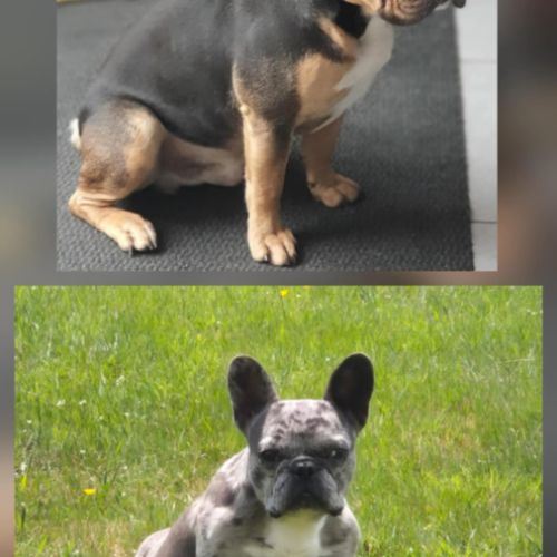 Chiots bouledogue français exotique #5