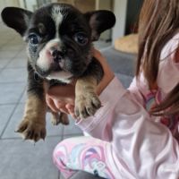 Chiots bouledogue français exotique #4