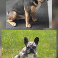 Chiots bouledogue français exotique #5