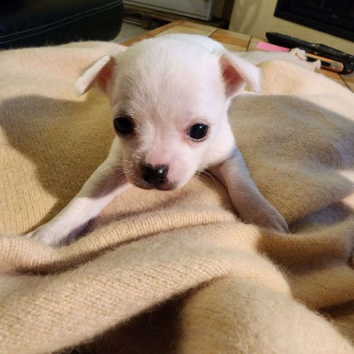 Vends superbes chiots chihuahua #1