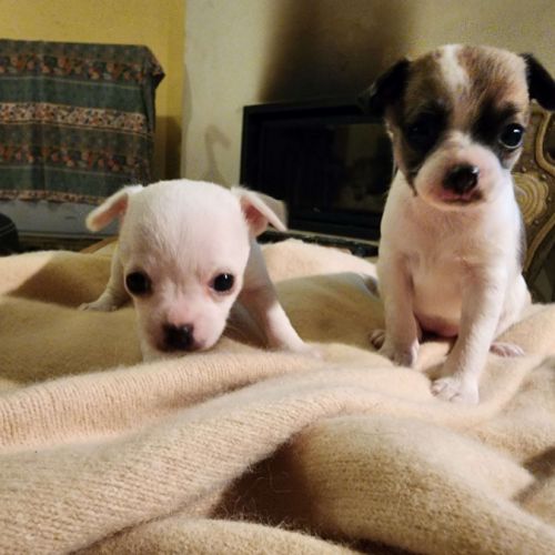 Vends superbes chiots chihuahua #4