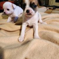 Vends superbes chiots chihuahua #0