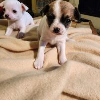 Vends superbes chiots chihuahua #3
