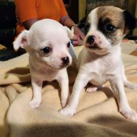 Vends superbes chiots chihuahua #5