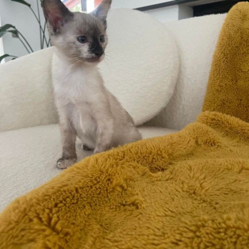 Prada superbe à adopter #1