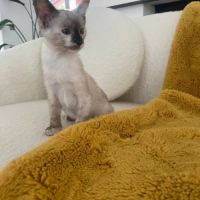 Prada superbe à adopter #1