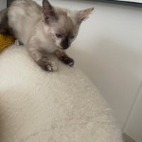 Prada superbe à adopter #2