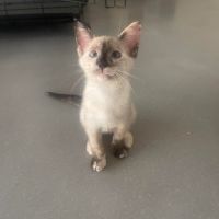 Prada superbe à adopter #0