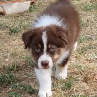 Derniers magnifiques chiots berger australien lof