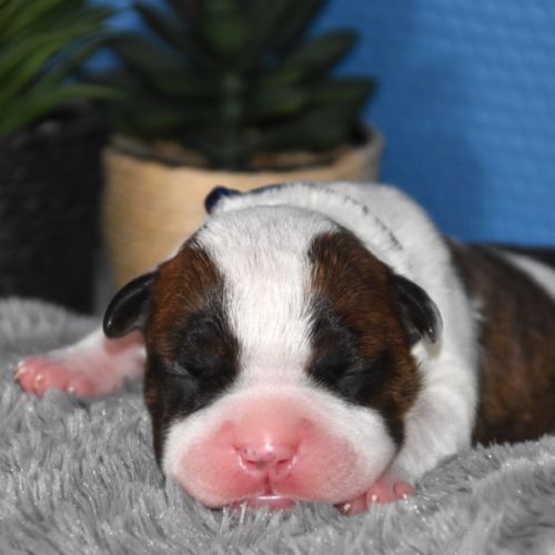 🐾 chiots american staffordshire terrier lof 🐾 #0