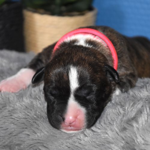 🐾 chiots american staffordshire terrier lof 🐾 #4