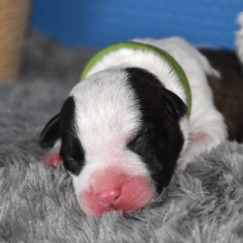 🐾 chiots american staffordshire terrier lof 🐾 #5