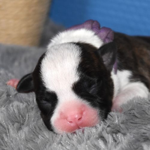 🐾 chiots american staffordshire terrier lof 🐾 #6