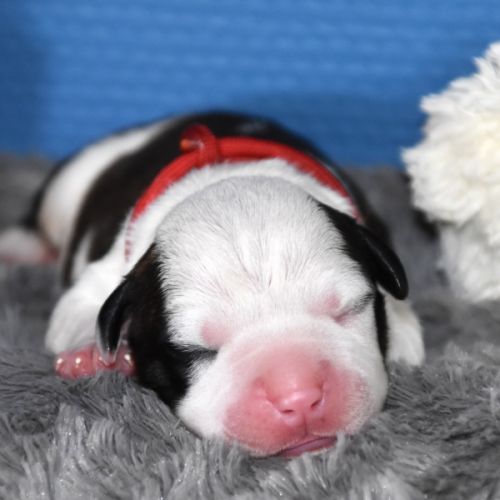 🐾 chiots american staffordshire terrier lof 🐾 #8