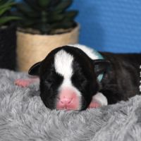 🐾 chiots american staffordshire terrier lof 🐾 #1