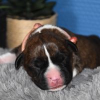 🐾 chiots american staffordshire terrier lof 🐾 #3