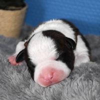 🐾 chiots american staffordshire terrier lof 🐾 #7