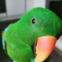 Vends male eclectus eam +cage xl #0
