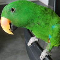 Vends male eclectus eam +cage xl #2