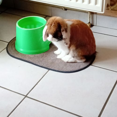 Don lapin nain belier #4