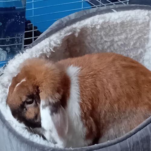 Don lapin nain belier #5