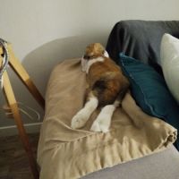 Don lapin nain belier #1