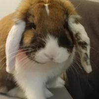 Don lapin nain belier #0