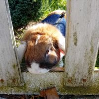 Don lapin nain belier #3