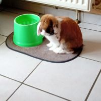 Don lapin nain belier #4