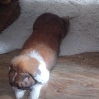 Don lapin nain belier #6