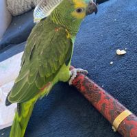 Rio amazone front bleu #1