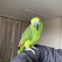 Rio amazone front bleu