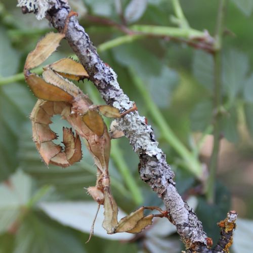 Donne phasmes scorpions #0