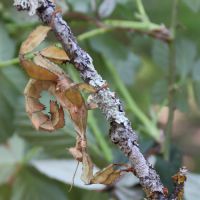 Donne phasmes scorpions