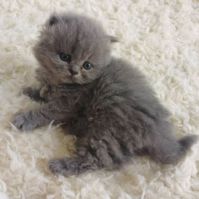 British longhair à vendre #1